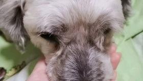 豚鼠会吃小瓜吗视频播放,揭秘豚鼠的饮食习惯