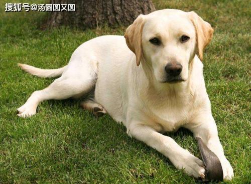 吃瓜拉布拉多全部视频大全,趣味横生的宠物日常大盘点