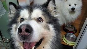 小狗白瓜可以吃吗视频,小狗白瓜的安全性探讨