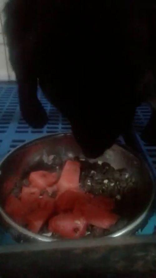 喜欢吃的瓜视频,揭秘热门视频中的美食瓜秘密