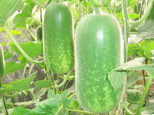 保定吃瓜新闻视频大全集,盘点那些引人入胜的街头趣闻