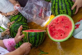 香片吃瓜视频,带你领略美食与娱乐的完美融合