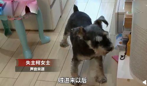 看戏吃瓜溜狗视频,一场别开生面的娱乐盛宴