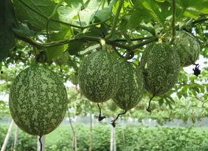 吊瓜为啥要吊着吃呢视频,为何要吊着享用？