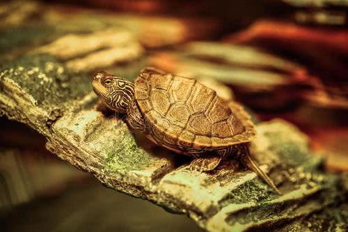 欧阳爸爸吃瓜乌龟视频,趣味视频引网友热议