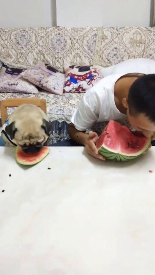 吃瓜搞笑视频超级爆笑,超级爆笑瞬间大盘点