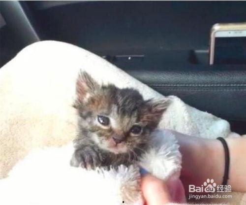 幼猫吃贝贝瓜好吗视频,幼猫食用贝贝瓜的安全性探讨