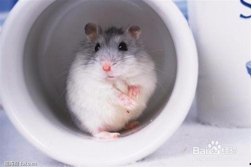 仓鼠可以吃苗瓜吗视频,苗瓜的适宜性探讨