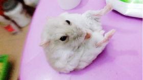 仓鼠吃瓜小视频,仓鼠吃瓜萌态十足